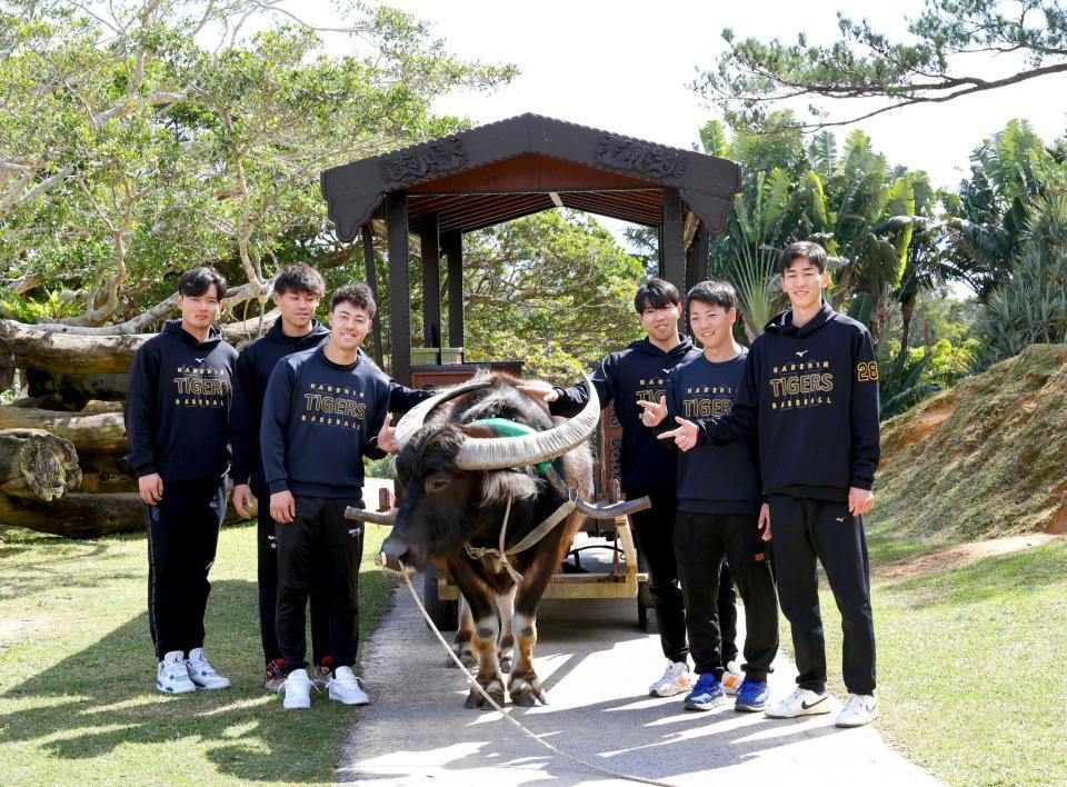 　水牛車に乗り終え、写真に納まる（左から）阪神・町田、早川、佐野、工藤、川崎、今朝丸