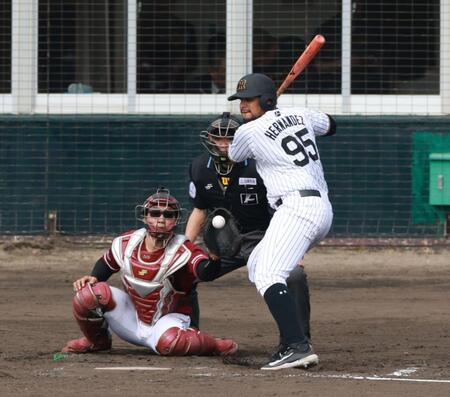 　５回、四球を選ぶヘルナンデス（撮影・金田祐二）