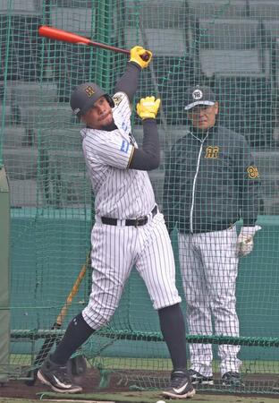 　和田１・２軍打撃巡回コーディネーター（奥）が見つめる中、打撃練習をするヘルナンデス（撮影・中田匡峻）