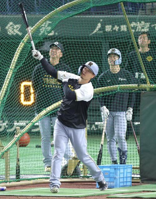 阪神・佐藤輝が右翼で守備練習 フリー打撃ではカブス選手の前で柵越え