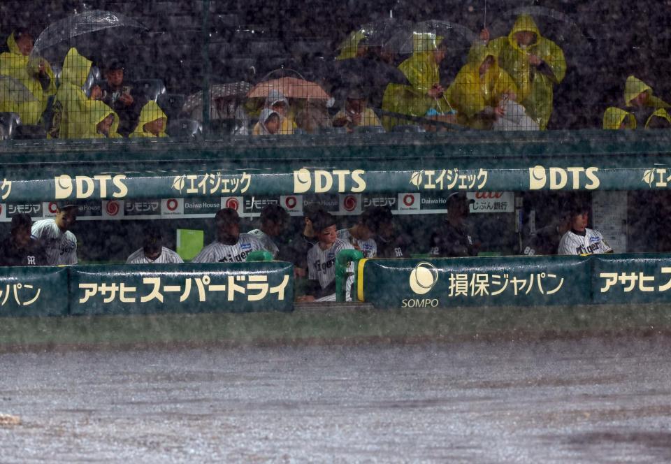 　雨が強くなり阪神ナインはベンチに戻る（撮影・山口登）