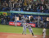 　８回、逆転２ランを放った佐藤輝（８）を見つめる阪神ナイン（撮影・伊藤笙子）