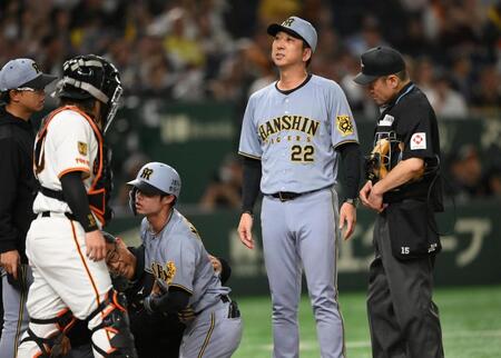 ７回、中野（左下）が死球を受けて巨人ベンチを見る藤川監督（撮影・堀内翔）