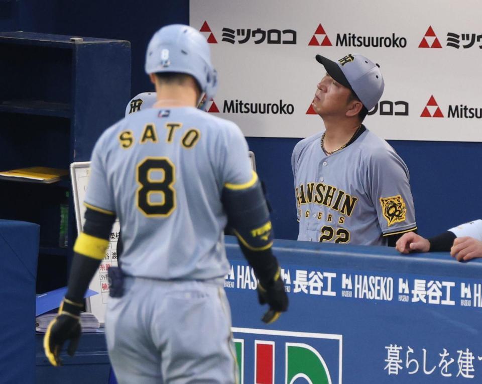 　２回、首をかしげる藤川監督。手前は左飛に倒れた佐藤輝（撮影・金田祐二）