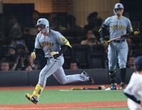 　６回、中前に先制適時打を放ちほえる森下（撮影・金田祐二）