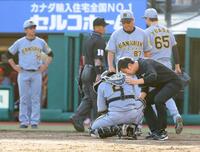 　１２回、クロスプレーで体を痛め、うずくまる梅野（撮影・西岡正）