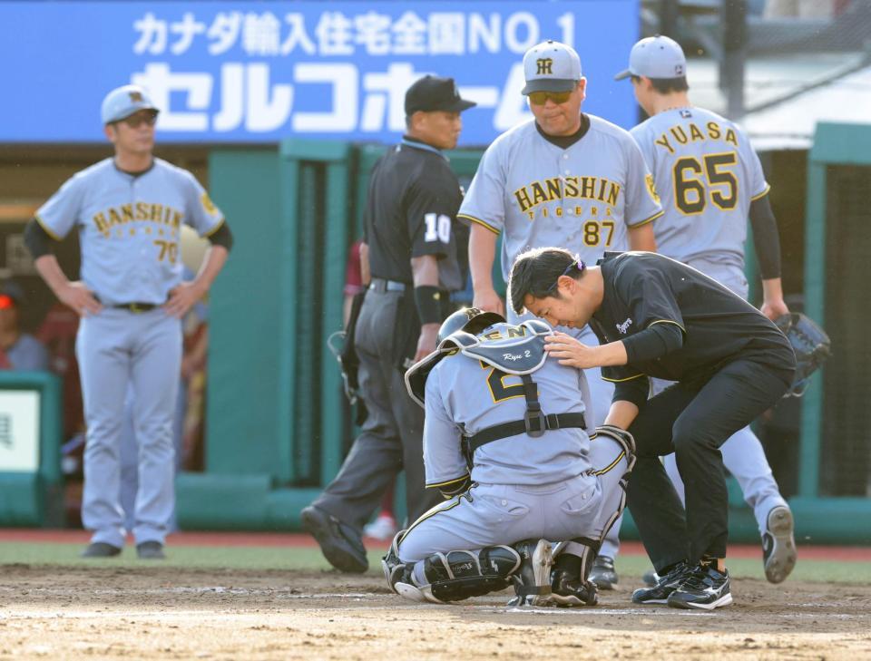 　１２回、クロスプレーで体を痛め、うずくまる梅野（撮影・西岡正）