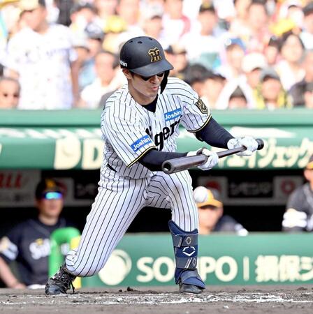 　７回、犠打を決める坂本（撮影・西田忠信）