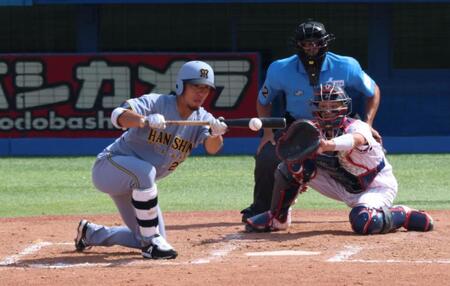 　５回、スクイズを決める伊藤将（撮影・金田祐二）