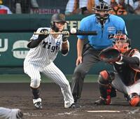 　３回、送りバントを決める中野（撮影・飯室逸平）