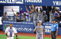 　８回、近本の同点適時打で盛り上がる村上（右端）ら阪神ベンチ（撮影・金田祐二）