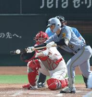 　７回、犠打を決める坂本（撮影・北村雅宏）