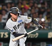 　３回、犠打を決める早川（撮影・西田忠信）