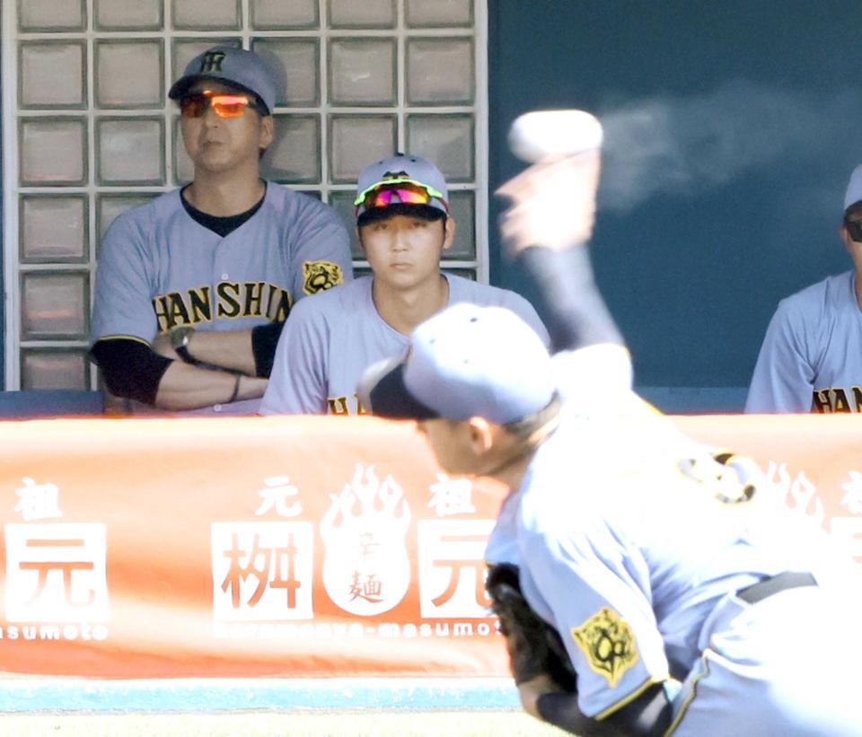 　早川の投球を見守る藤川監督（撮影・田中太一）