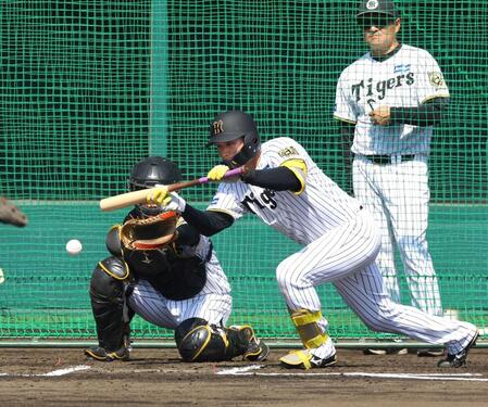 　ケース打撃で送りバントを決める森下（撮影・山口登）