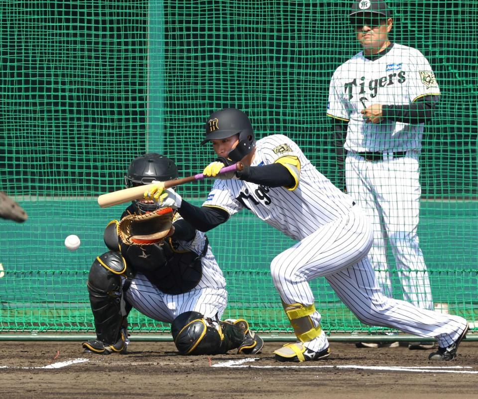 　ケース打撃で送りバントを決める森下（撮影・山口登）