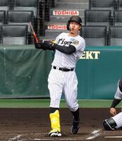 　シート打撃で佐藤輝はバットを折りながらも中前打を放つ（撮影・山口登）