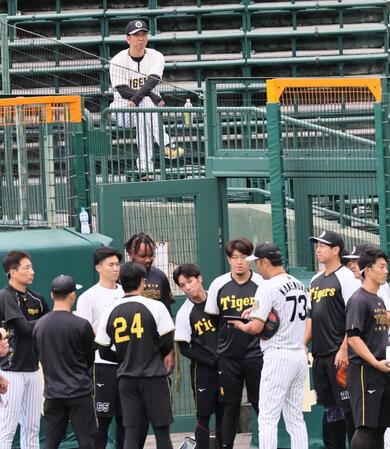 　アルプス席から練習を見る藤川監督（撮影・田中太一）