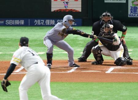 【写真】あっ！　ソフトバンク野村も口あんぐり　ライン内側でギリギリ止まる「中野きゅんの神バント」