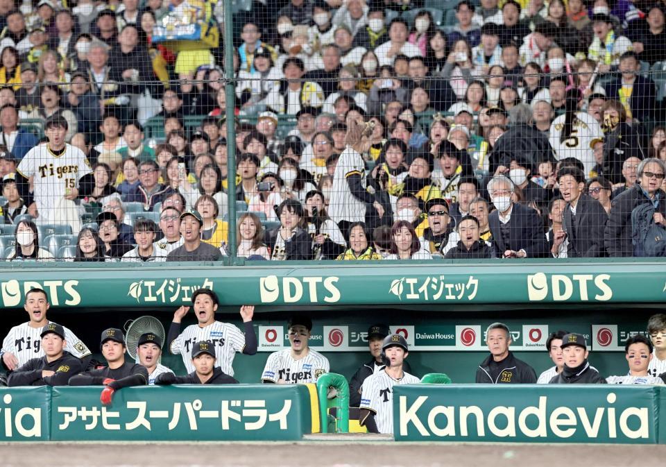 　９回、最後まで諦めず、ベンチから声を出すナイン（撮影・田中太一）