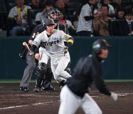 　５回、右前打を放つ近本（撮影・金田祐二）