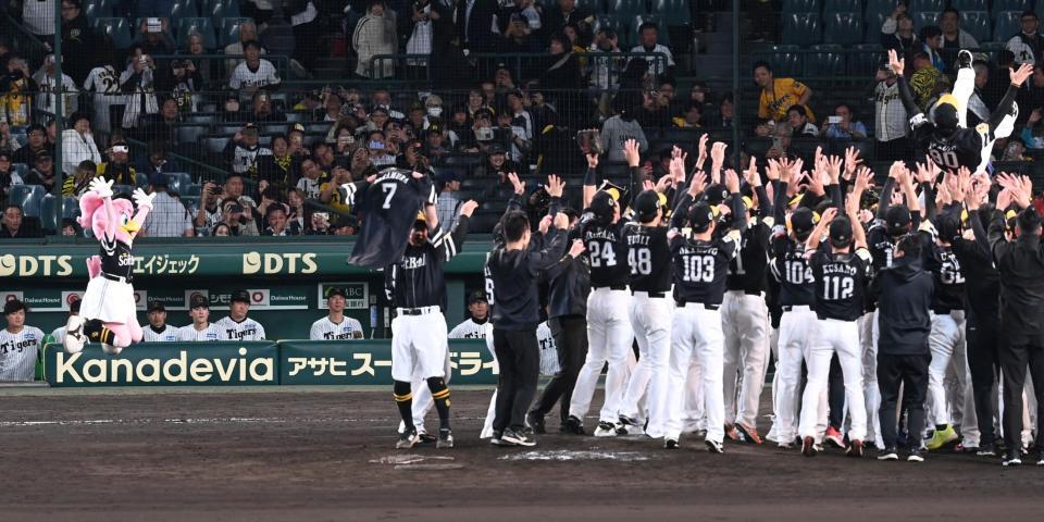 　胴上げを見つめる藤川監督ら阪神ナイン（撮影・飯室逸平）