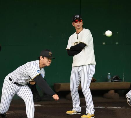 　木下の球筋を見る藤川監督（撮影・田中太一）