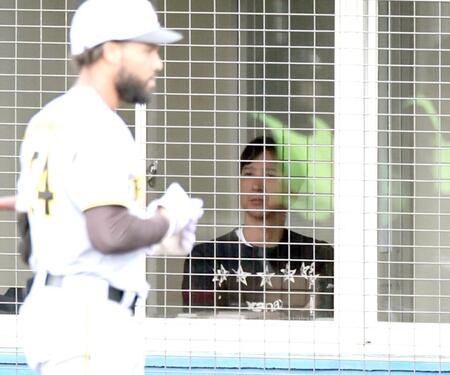 　ネット裏から試合を見る藤川監督（撮影・田中太一）