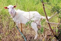 　高千穂神社周辺で飼育されている山羊