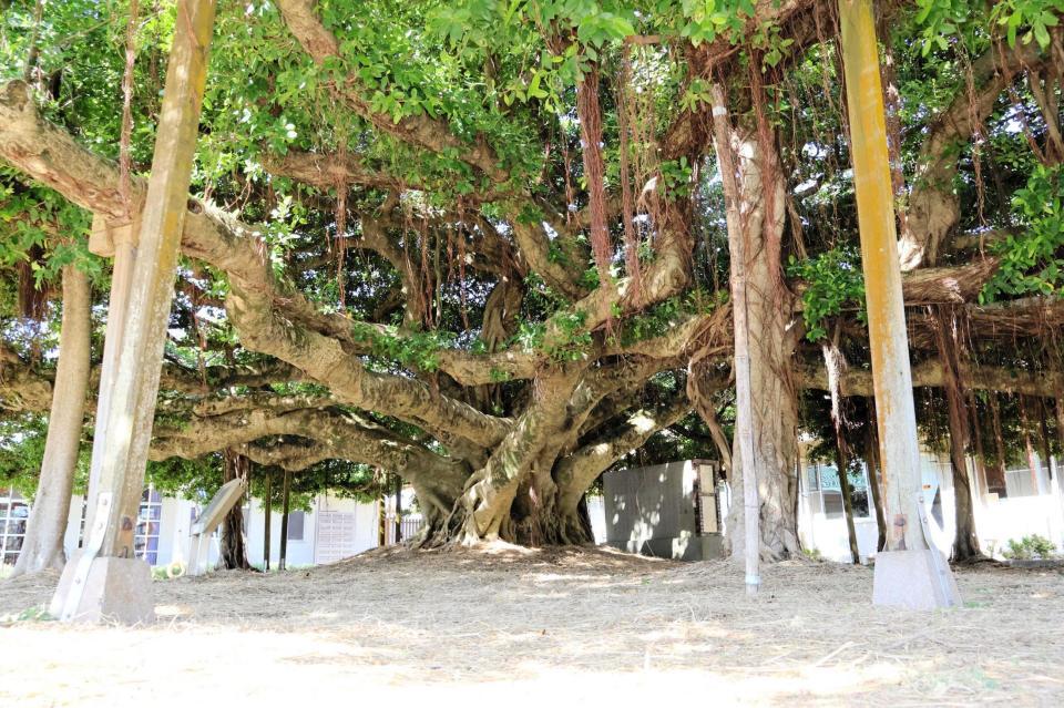 　近本が通う新日本銘木百選にも選ばれた「日本一のガジュマル」