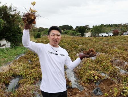 収穫したクーガ芋を見せる石井大智（撮影・田中太一）