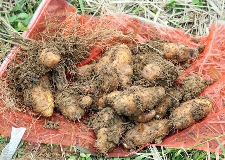 クーガ芋（撮影・田中太一）