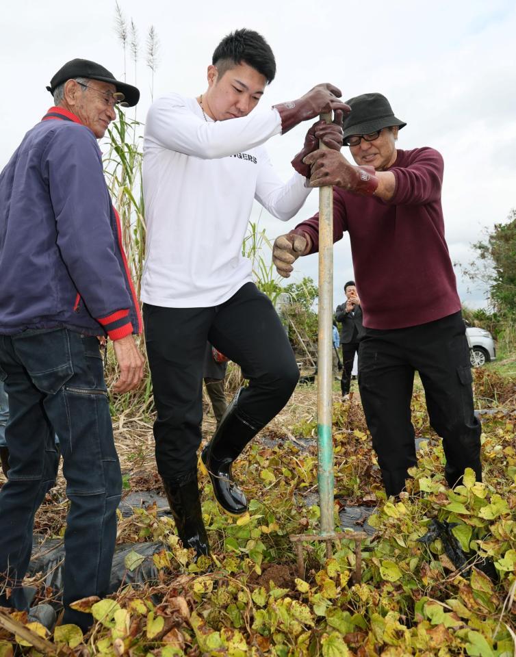 クーガ芋を掘る石井大智（撮影・田中太一）