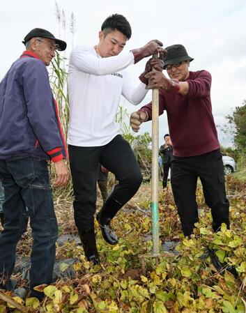 クーガ芋を掘る石井大智（撮影・田中太一）