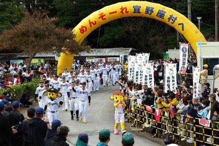 【写真】「虎ウォーク」を練り歩く藤川監督ら阪神ナイン　ファンが盛大なお出迎え