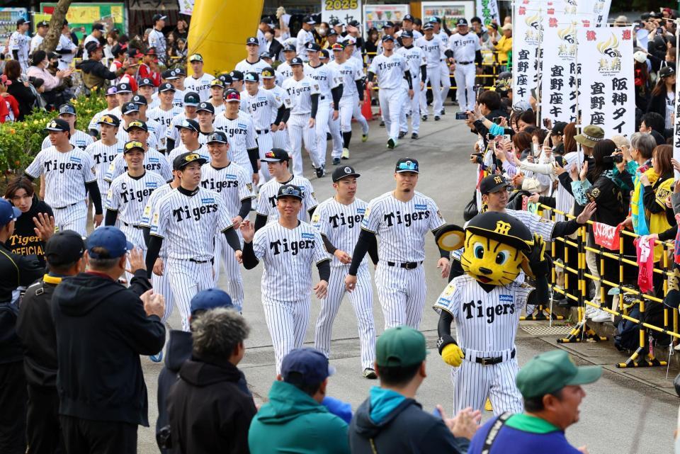 キャンプイン虎ウォークを行う阪神ナイン（撮影・山口登）