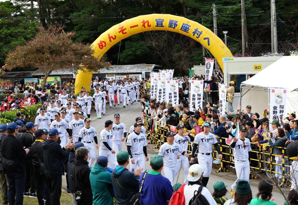 キャンプイン虎ウォークを行う藤川監督（左端）ら阪神ナイン（撮影・山口登）