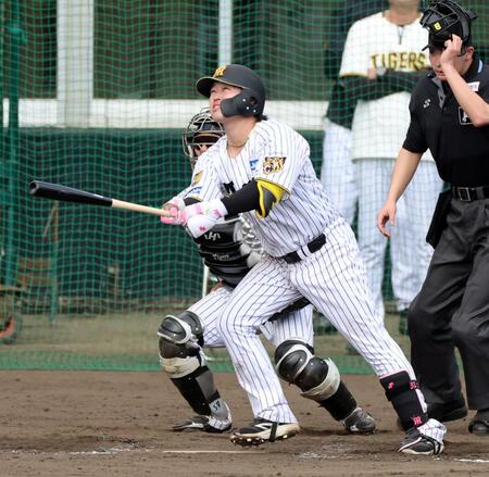 シート打撃で右越えに本塁打を放つ阪神・浜田太貴＝宜野座（撮影・山口登）