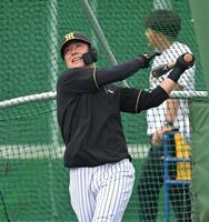 打撃練習に汗を流す豊田（撮影・飯室逸平）