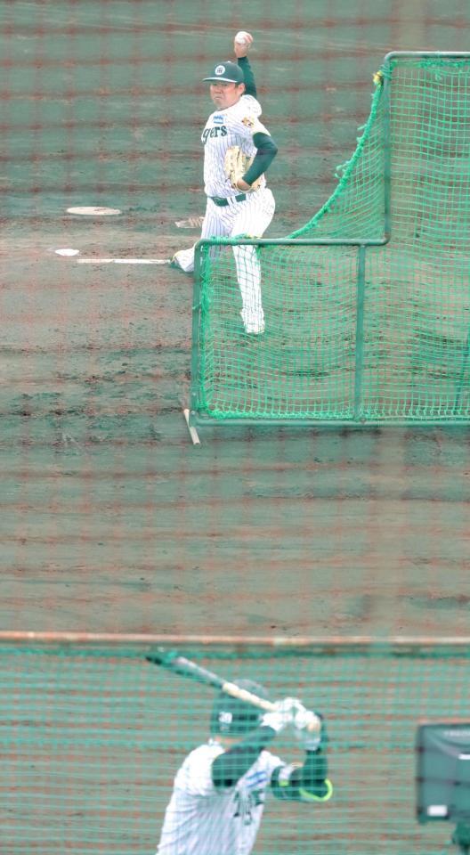 ライブＢＰに登板し、打者３人に対し投げ込んだ西勇（撮影・坂部計介）