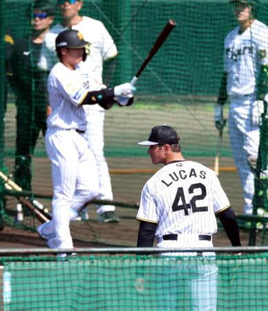 ライブＢＰに登板したルーカスは梅野を二塁ゴロに打ち取る（撮影・山口登）