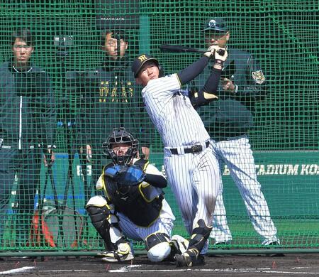 シート打撃の３打席目で左翼へ大飛球を放つ立石（撮影・出月俊成）