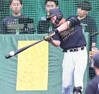 フリー打撃で快音を響かせる立石（撮影・高部洋祐）