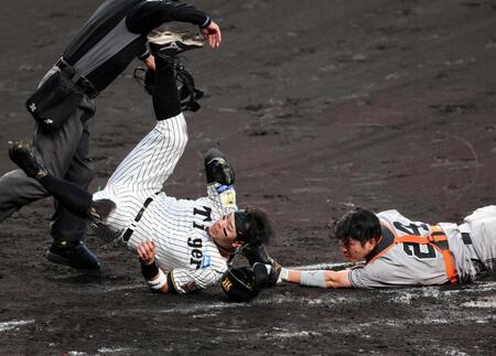 　４回、大山の投ゴロで本塁を狙う佐藤輝（撮影・山口登）