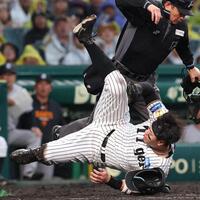 ４回、大山の投ゴロで本塁を狙うもアウトになる佐藤輝（撮影・西田忠信）