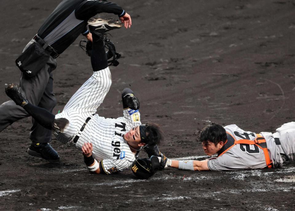　４回、大山の投ゴロで本塁を狙う佐藤輝（撮影・山口登）