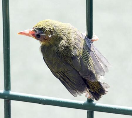 サブグラウンドに迷い込んだひな鳥（撮影・田中太一）