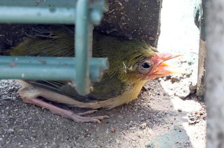 サブグラウンドに迷い込んだひな鳥（撮影・田中太一）