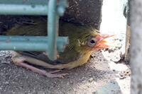 サブグラウンドに迷い込んだひな鳥（撮影・田中太一）