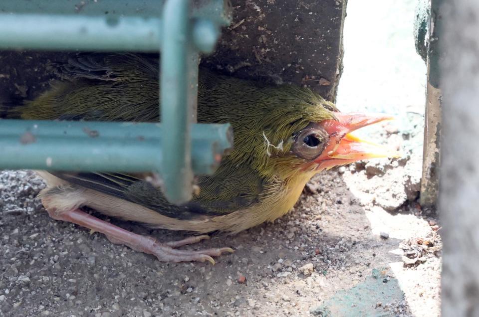 サブグラウンドに迷い込んだひな鳥（撮影・田中太一）